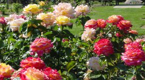 Розы — посадка и выращивание красивых цветов