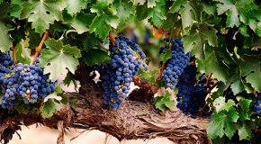 Лучшие сорта винограда для разных регионов