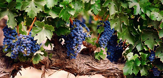 Лучшие сорта винограда для разных регионов
