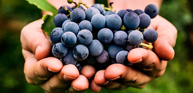 Виноград – польза, вред, состав и правила хранения