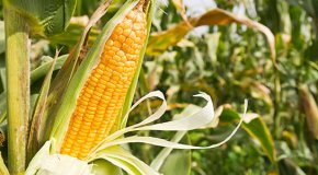 Кукуруза – посадка, уход и советы по выращиванию