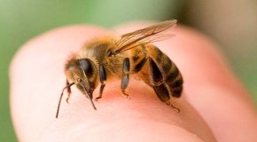 Укус пчелы — симптомы, первая помощь и последствия