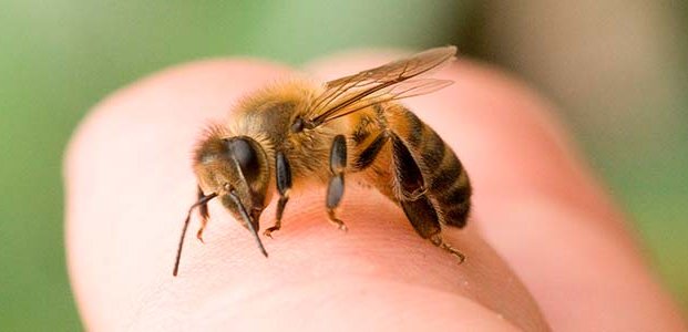 Укус пчелы — симптомы, первая помощь и последствия