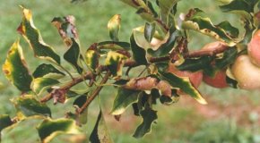 Сохнут листья на яблоне – причины и лучшие средства