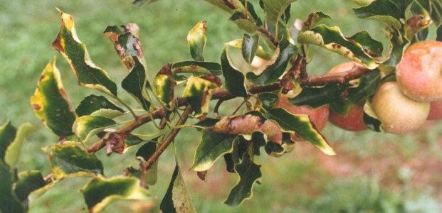 Сохнут листья на яблоне – причины и лучшие средства