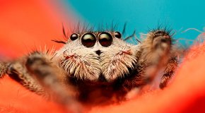 К чему снятся пауки: предсказания сонников