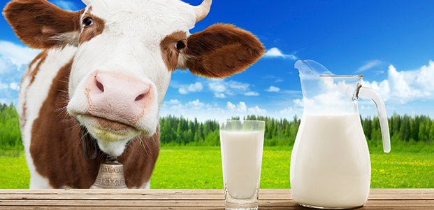 Молоко – польза, вред и совместимость с продуктами