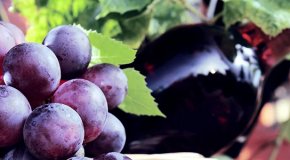 Винные сорта винограда – описание популярных культиваров