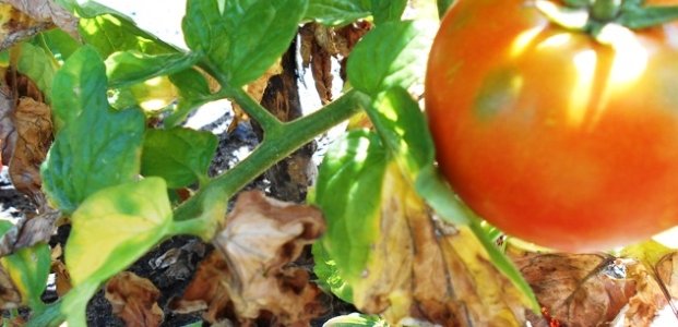 Сохнут листья у помидоров – причины и что делать