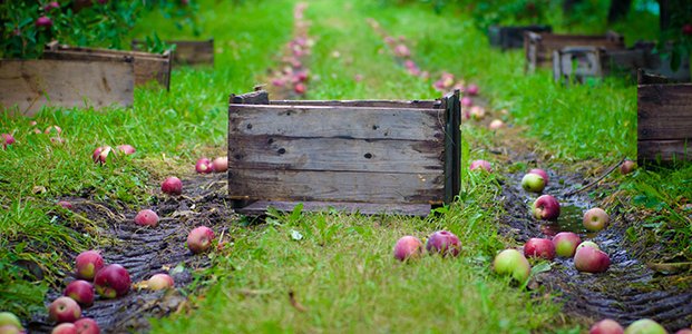 Опадают яблоки – почему и что делать