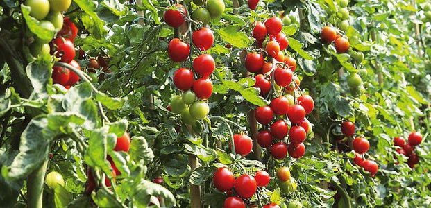 Почему не растут помидоры