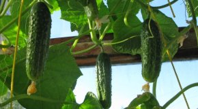 Огурцы на подоконнике – как вырастить урожай
