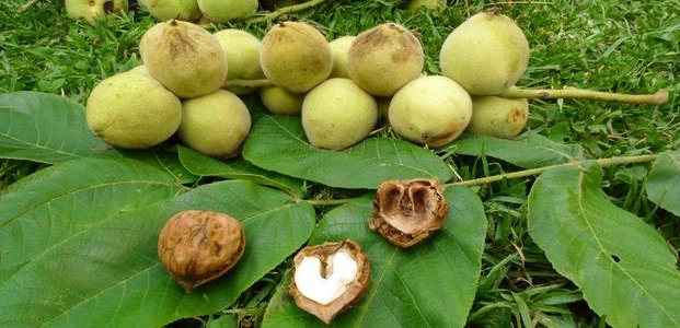 Маньчжурский орех – лечебные свойства и противопоказания