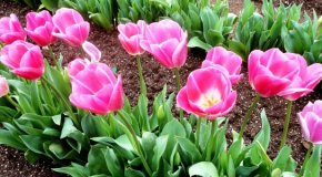 Выкапывание тюльпанов после цветения – когда и зачем это делать