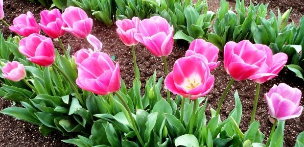 Выкапывание тюльпанов после цветения – когда и зачем это делать
