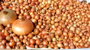 Лук-севок — посадка, выращивание и уход за луком