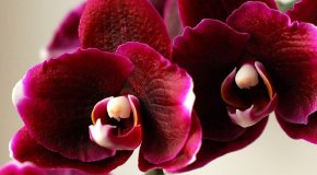 Как выращивать орхидеи — советы новичкам