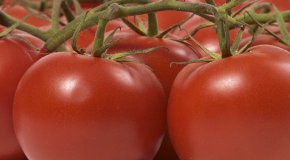 Помидоры – посадка, уход и выращивание томатов