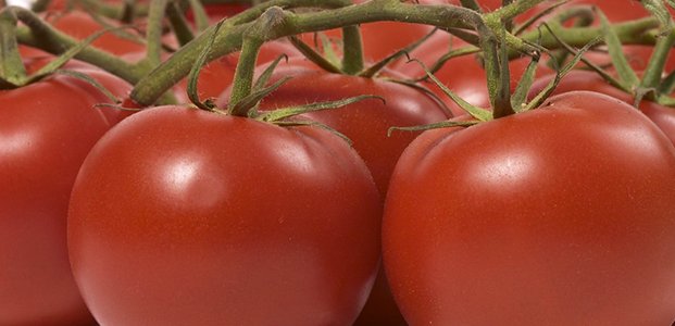 Помидоры – посадка, уход и выращивание томатов