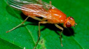 Как бороться с морковной мухой