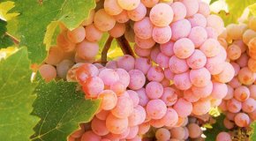 Ранние сорта винограда – особенности выращивания