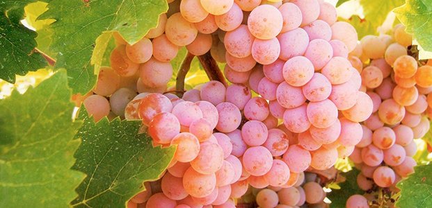 Ранние сорта винограда – особенности выращивания