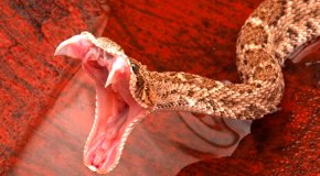 К чему снится укус змеи — значение сна