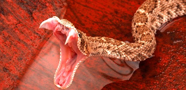 К чему снится укус змеи — значение сна