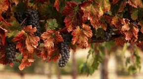 Как обрезать виноград осенью – ждем хороший урожай