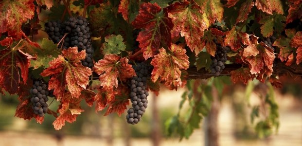 Как обрезать виноград осенью – ждем хороший урожай