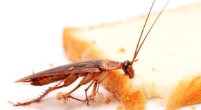 Народные средства от тараканов