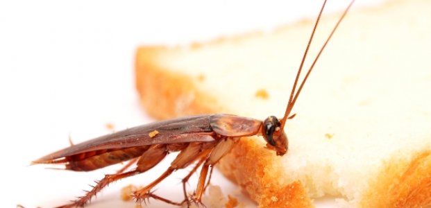 Народные средства от тараканов