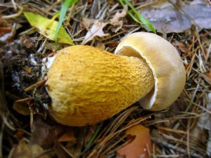 Как выглядят ложные белые грибы