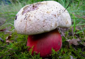 Как выглядят ложные белые грибы