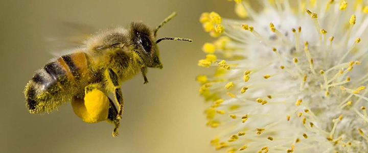 Состав цветочной пыльцы