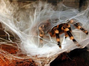 Чем кормить паука птицееда