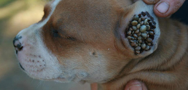 Клещевой энцефалит у собак лечение