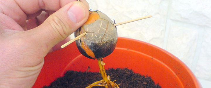 Вырастить авокадо из косточки