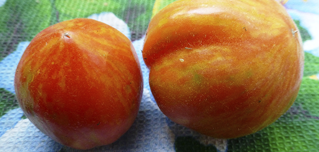 Низкорослые сорта томатов для теплиц 