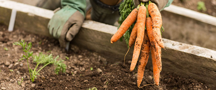 Морковь под зиму – как и когда сеять, сорта