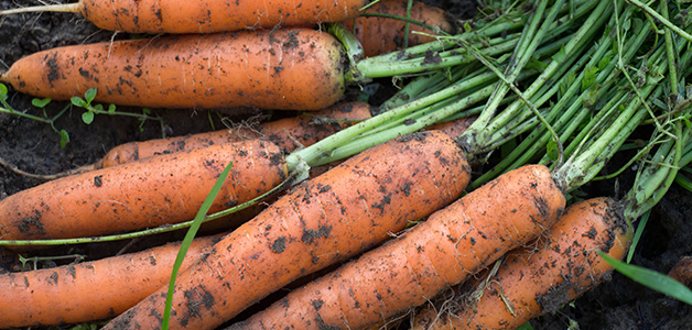 Посадка моркови в открытый грунт