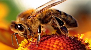 Применение пчелиного подмора для похудения
