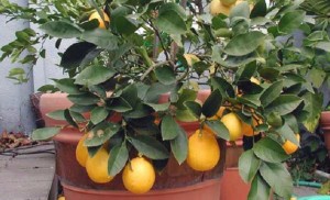 Выращивание лимона из косточки