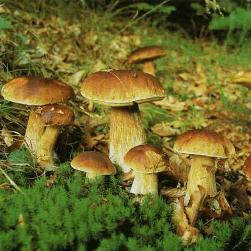 Являются ли грибы полезными, или вред от них несоизмеримо больше? Важная информация о грибах, их вреде, пользе и калорийности