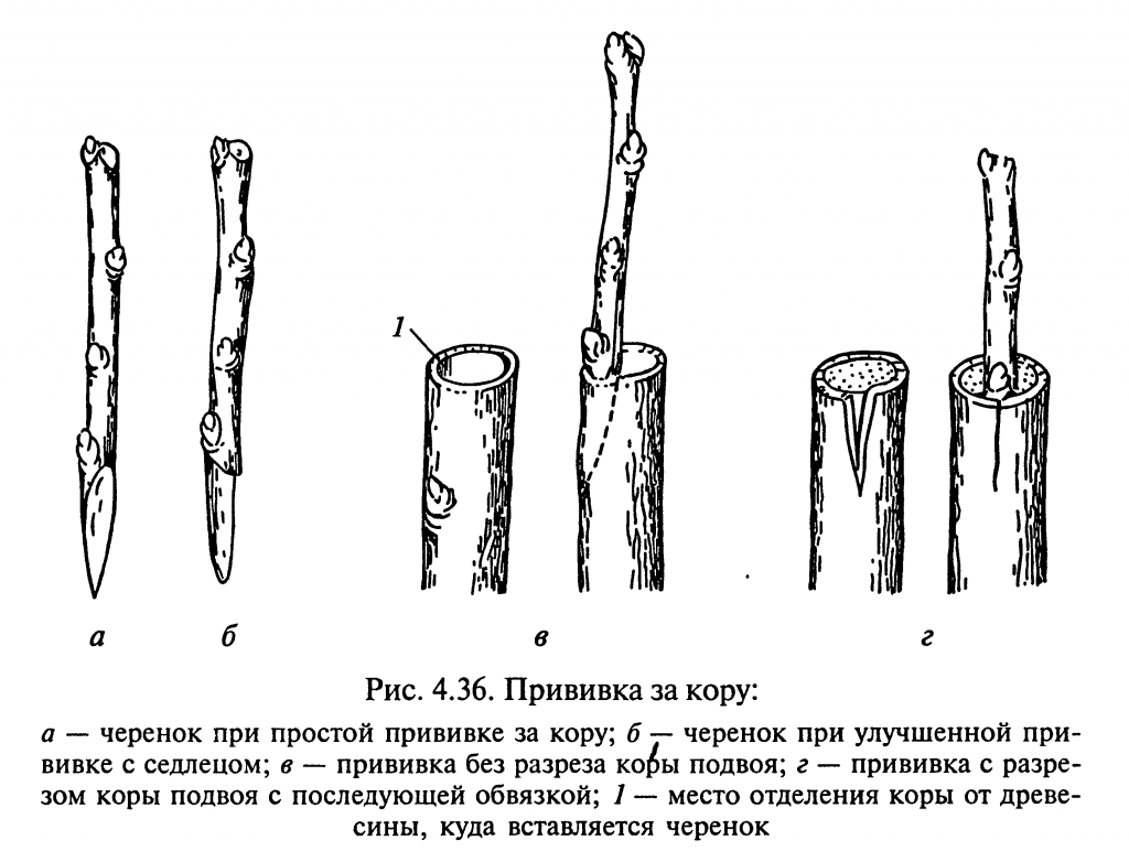 Картинки прививка деревьев