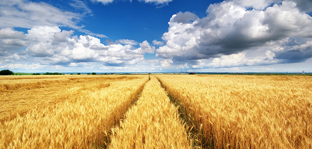 Пшеница в поле и ее польза