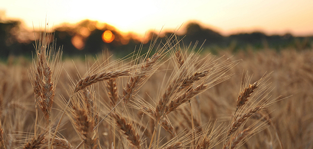 В чем польза от пшеницы