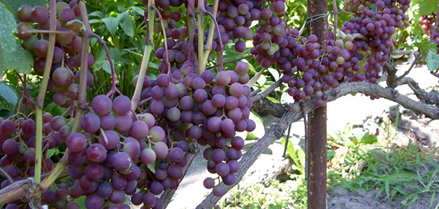 Ранние сорта винограда 