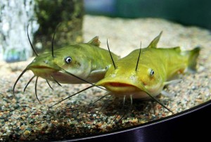 Неприхотливые аквариумные рыбки