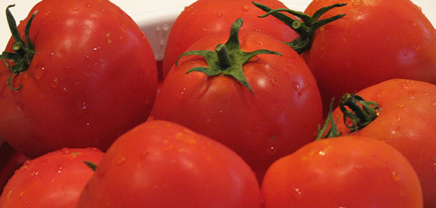 Сорта томатов для открытого грунта 